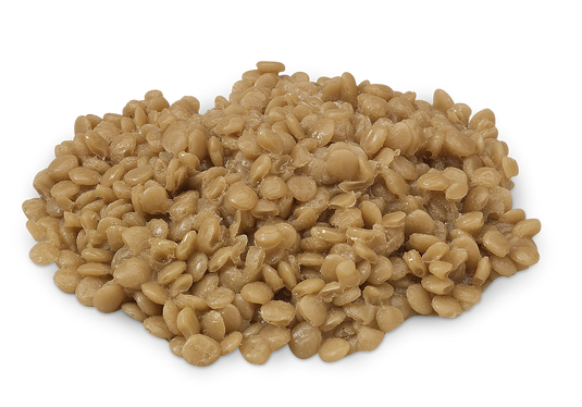Cooked Lentils Replica – 1/2 Cup